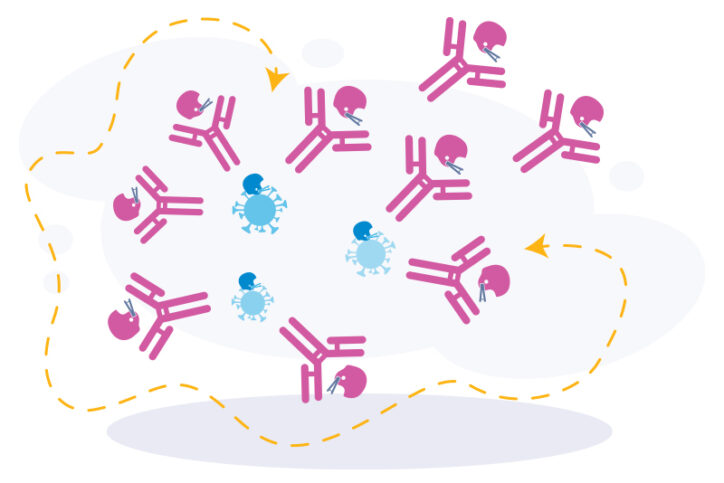 Antibodies overpower the invading germ. A directional arrow indicates an intercepted play. 