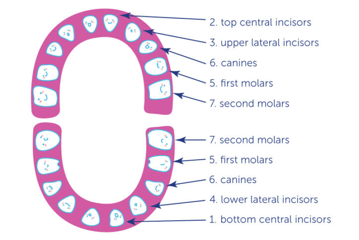 An illustration of cartoonish smiley baby teeth shows the order in which they arrive in the mouth.