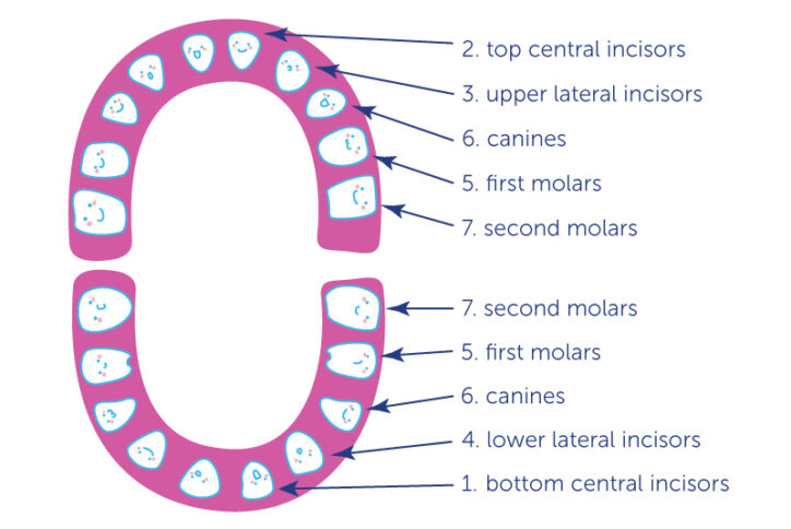 https://answers.childrenshospital.org/wp-content/uploads/2022/10/DEN_26758_BabyTeeth_Callout_Blog-724x484.jpg