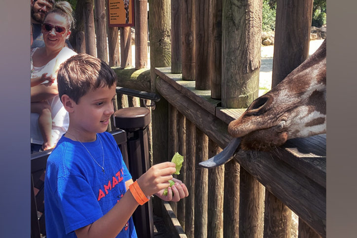 Benjamin feeds a giraffe at the zoo 