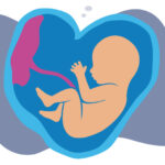 A fetus in utero.