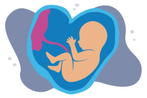 A fetus in utero.