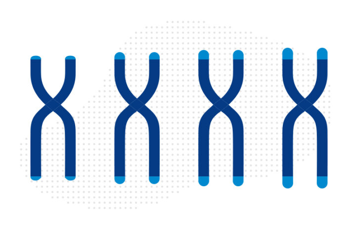 a series of four chromosomes showing telomeres getting longer and longer