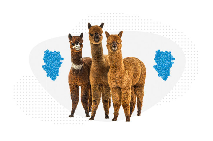 Three alpacas with nanobodies.