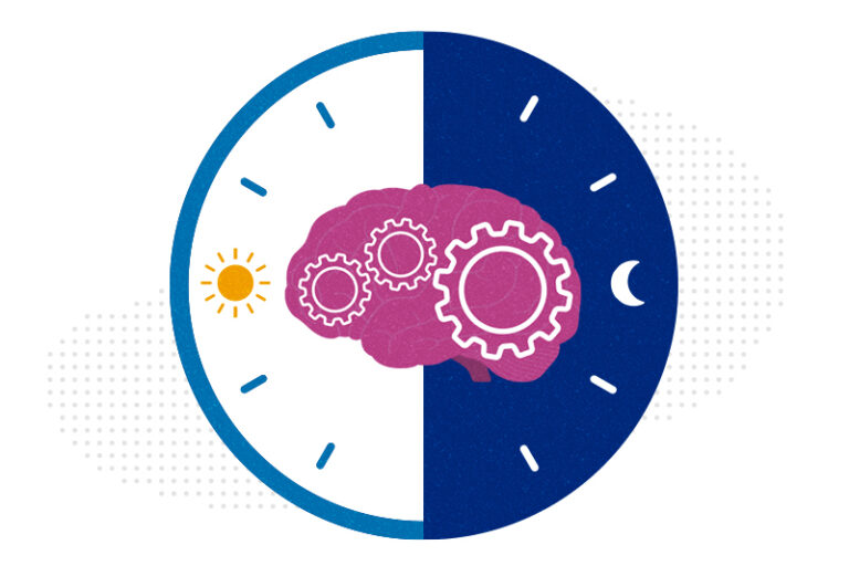 Timing is everything How circadian rhythms influence our brains