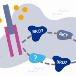 An illustration shows the BRD7 protein moving through two insulin signaling pathways.
