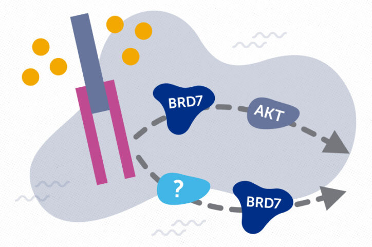 An illustration shows the BRD7 protein moving through two insulin signaling pathways.