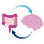 Intestines and a brain, with a feedback loop between them, highlighting the concept of the microbiome influencing OCD.