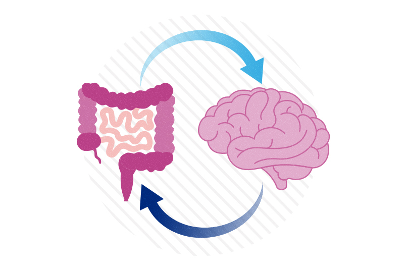 Intestines and a brain, with a feedback loop between them, highlighting the concept of the microbiome influencing OCD.
