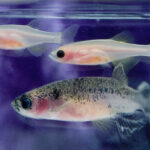 Three zebrafish swimming in a tank.