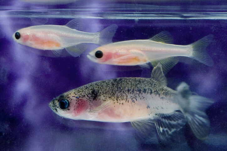 Three zebrafish swimming in a tank.