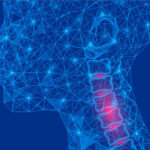 Outline of a child's neck with the cervical spine highlighted.