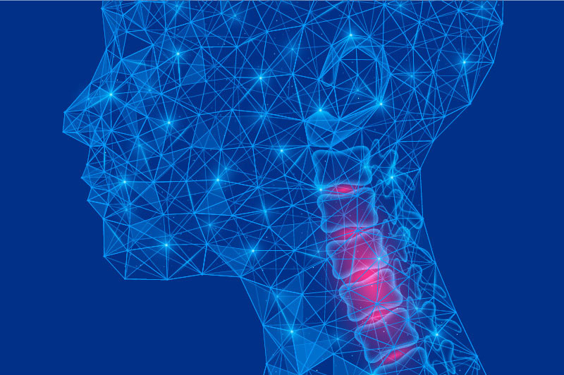 Outline of a child's neck with the cervical spine highlighted.