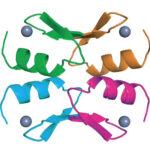 The crystal structure of 4 connected BCL11A proteins, the basis for a possible sickle cell drug.