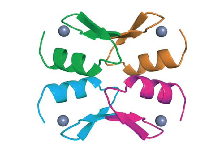 The crystal structure of 4 connected BCL11A proteins, the basis for a possible sickle cell drug.