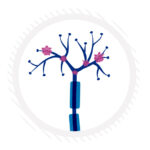 Drawing of a nerve ending with macrophages clustered at the axon tips.