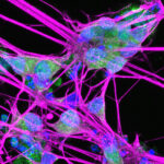 A close-up image of neurons with bright colors to highlight their structure and details.