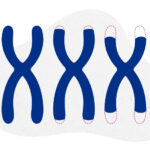 An illustration of three telomeres getting shorter