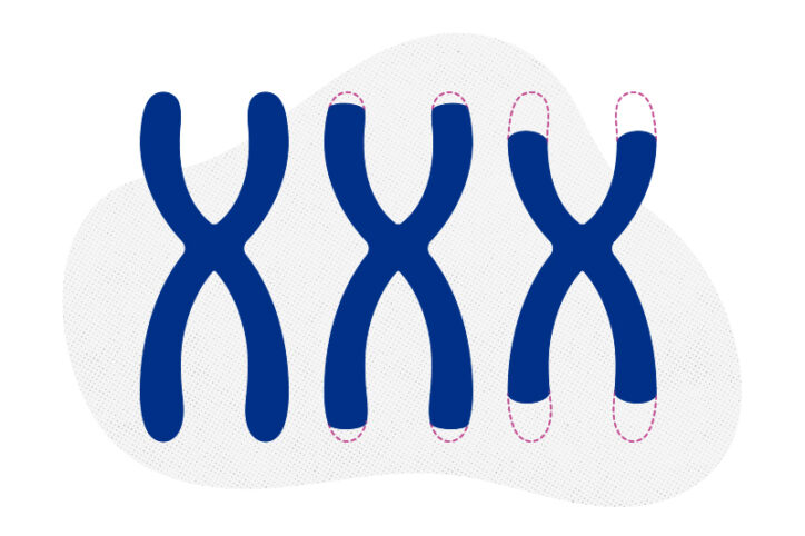 An illustration of three telomeres getting shorter
