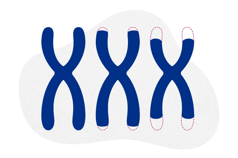 An illustration of three telomeres getting shorter