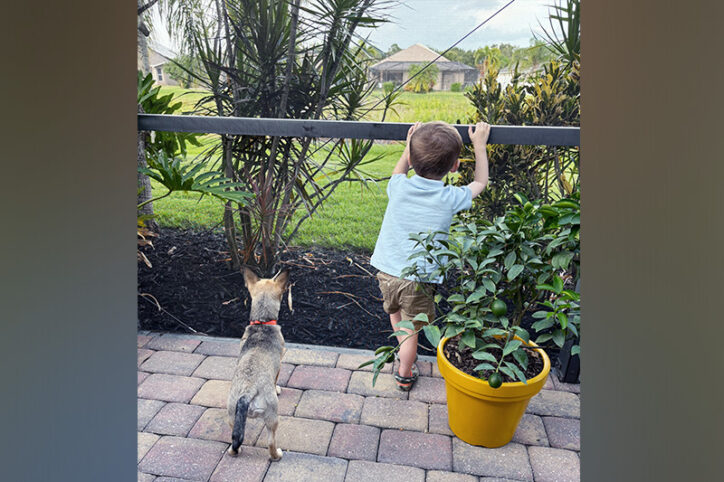 A young boy looks out at a yard through a patio screen, while his dog stands to his left.