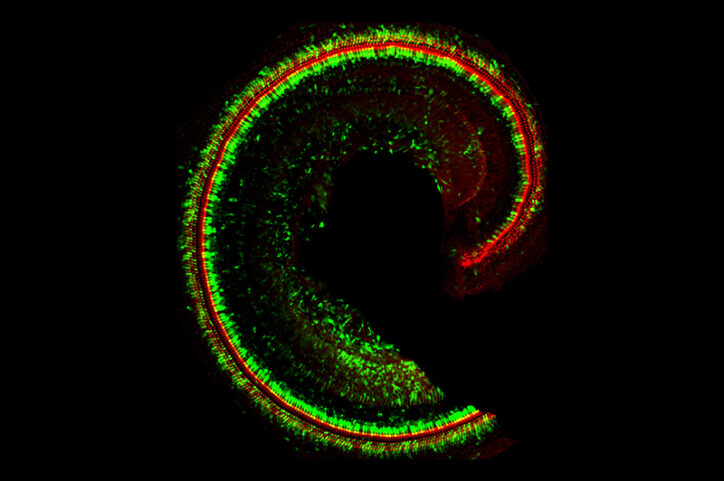 A coiled helix representing a mouse cochlea, captured through laser scanning confocal microscopy.