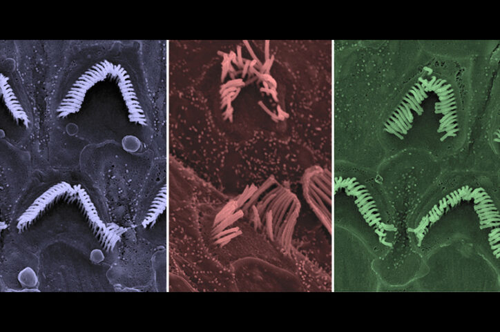 Three microscope images showing V-shaped bundles of inner ear hair cell stereocilia arranged in repeating rows.
